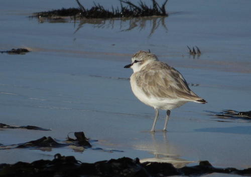 White-fronted Plover