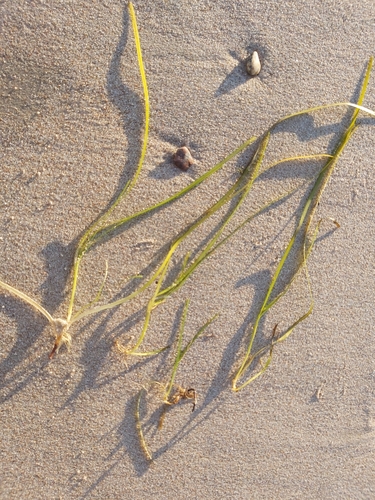 Zostera marina iNat (2)