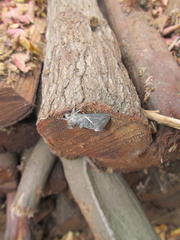 Vittaplusia vittata