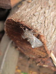 Vittaplusia vittata