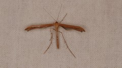 Stenoptilia pterodactyla