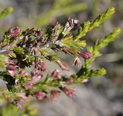 Erica caffrorum