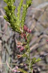 Erica caffrorum