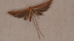 Stenoptilia pterodactyla