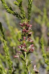 Erica caffrorum