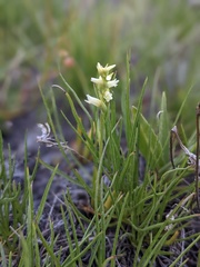Spiranthes × stellata