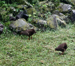Pternistis squamatus