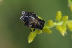 Ripiphorus schwarzi