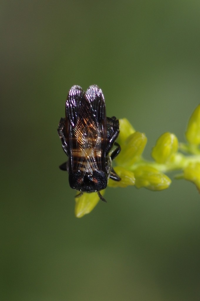 Ripiphorus schwarzi