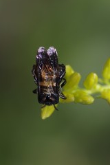 Ripiphorus schwarzi
