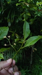 Physena madagascariensis image