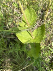 Eupatorium rotundifolium