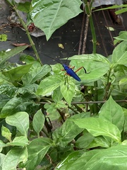 Plinthocoelium chilense