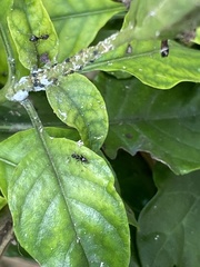 Nylanderia bourbonica