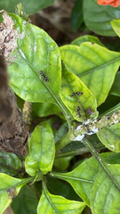 Nylanderia bourbonica