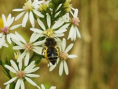 Colletes compactus compactus