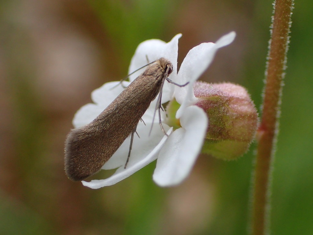 Greya politella