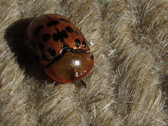 Conchyloctenia punctata