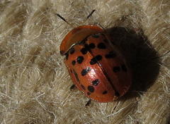 Conchyloctenia punctata