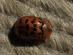 Conchyloctenia punctata