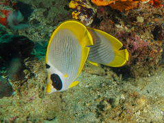 Chaetodon adiergastos