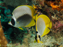 Chaetodon adiergastos
