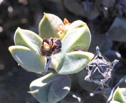 Mesembryanthemum apiculatum Kensit 3