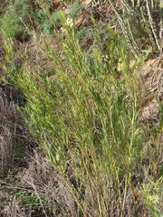 Gomphocarpus fruticosus fruticosus
