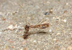 Empicoris vagabundus