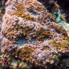 Acanthastrea