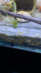 Neocaridina davidi