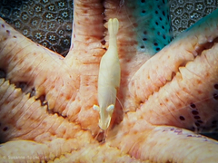 Zenopontonia noverca