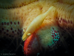 Zenopontonia noverca