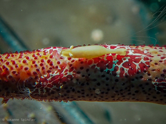 Zenopontonia noverca