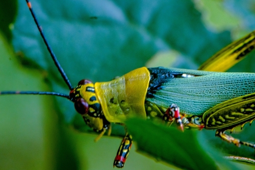 Variegated grasshopper
