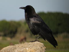 Corvus capensis capensis
