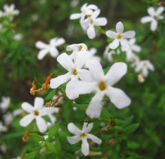 Chaenostoma integrifolium