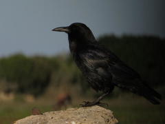 Corvus capensis capensis