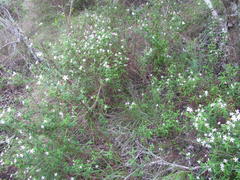 Chaenostoma integrifolium