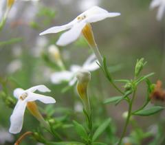 Chaenostoma integrifolium