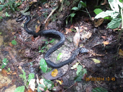 Photo of a Forest Cobra (Naja melanoleuca)