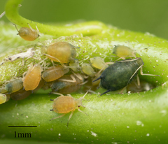 Aphis gossypii