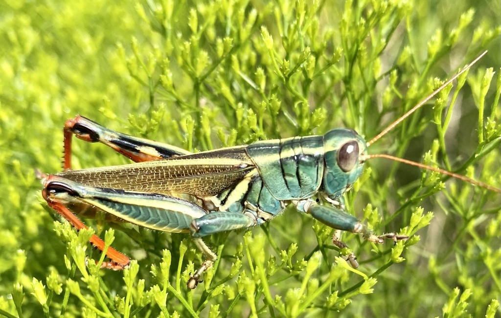 Thomas's Two-striped Grasshopper