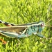 Thomas's Two-striped Grasshopper - Photo (c) Scott Holt, some rights reserved (CC BY-NC), uploaded by Scott Holt