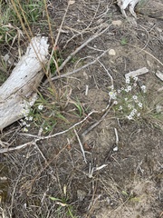Symphyotrichum porteri