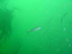 Trachurus trachurus