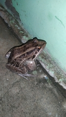 Leptodactylus latrans