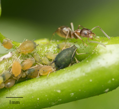 Aphis gossypii