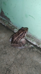 Leptodactylus latrans