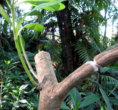 Voacanga thouarsii